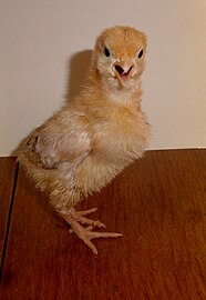 Rhode Island Red, kuiken, 8 dagen