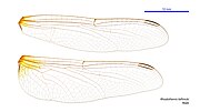 Male wings