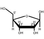 Ribose structure showing the positions of the 2', 3' and 5' carbons