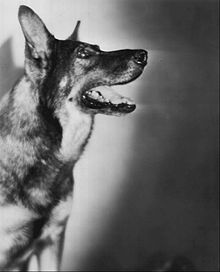 Photographie noir et blanc d'un berger allemand regardant vers le haut.