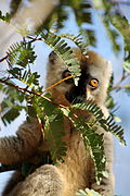 Roodkopmaki (Eulemur rufus)