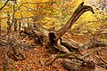 Platz 8: Xjvolker - Der Urwald Sababurg, auch als Urwald im Reinhardswald bekannt, ist ein unter Natur- und Landschaftsschutz stehendes und aus einem Hutewald hervorgegangenes Waldgebiet - In den sogenannten Urwald Sababurg in Nordhessen, ein Schutzgebiet, welches seit 1907 nicht mehr forstlich bewirtschaftet wird, nimmt uns der Fotograf Xjvolker mit. Er zeigt uns hier für diesen Wald typisches Totholz. Vor allem mit dem Baum im Zentrum des Bildes wird uns deutlich gemacht, wie aus einem uralten Baum nach dem Absterben etwas Neues wird. Ein neuer Lebensraum für allerlei Lebewesen entsteht. Die Tatsache, dass wir es in der Natur im Grunde genommen mit einer immerwährenden Abfolge von Lebenszyklen zu tun haben, wird den Besuchern dieses Waldes deutlich und dieses Foto vermittelt davon einen ersten aber nachdrücklichen Eindruck. Es vermittelt, wie ein solch besonderer Ort wie dieser „Urwald“ gerade duch seine nicht-wirtschaftliche Nutzung wichtig für Menschen und Mitwelt sein kann.