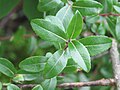 Miniatura para Salix denticulata