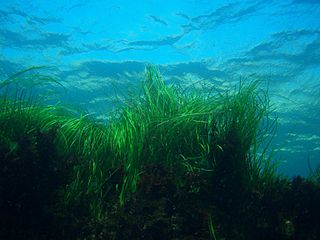 Seagrass, California, Channel Islands NMS