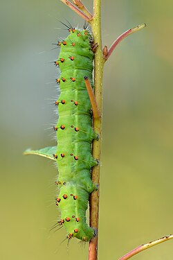 Saturnia pavonia caterpillar by Ivar Leidus