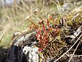 Lomikámen trojprstý (Saxifraga tridactylites)