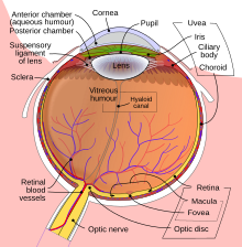 Schematic diagram of the Human Eye