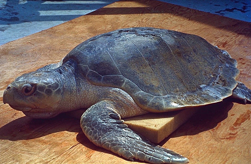 Ridley’s Turtle