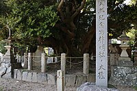 天然記念物指定の石碑と神明社の大シイ。瑞垣に囲まれ大切に保護されている。