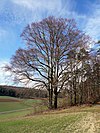 Siebenstämmige Buche bei Diebach (2008)