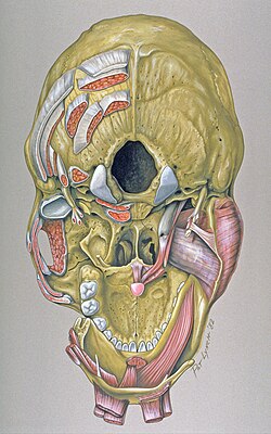 Lebka základna anatomy.jpg