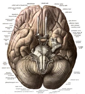 Human brain viewed from below, showing cerebellum and brainstem Sobo 1909 623.png