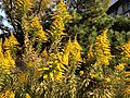 Solidago canadensis au Japon.