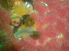 Sponge and sea cucumbers