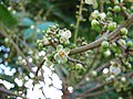 Fleurs de Carapa guianensis