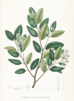 Miniatura para Styrax ferrugineus