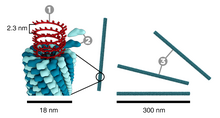 Schematic model of TMV: 1. nucleic acid (RNA), 2. capsomer protein (protomer), 3. capsid TMV structure full.png