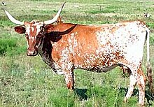 220px-Texas_Longhorn.jpg