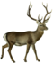 The deer of all lands (1898) Hangul white background.png