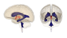 Third ventricle Third ventricle.png