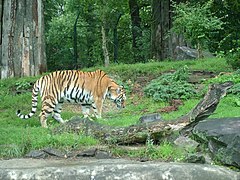 Tiger zoo magdeburg.jpg