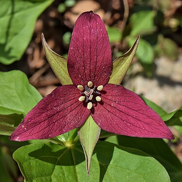 Trillium erectum by The Cosmonaut