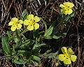 Tuberaria guttata