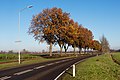 tussen Persingen en Wercheren, bomen aan de Sint Hubertusweg