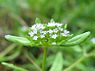 Gewone veldsla (Valerianella locusta)