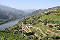 Vignoble de porto dans la vallée du Douro.