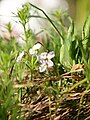 Weiß-violette Form (Viola chelmea subsp. vratnikensis)