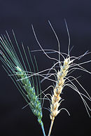 Fusarium graminearum damages many cereals, here wheat, where it causes wheat scab (right). Wheat scab.jpg