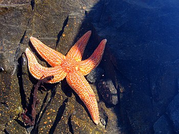English: Sea star from Kandalaksha Gulf of Whi...