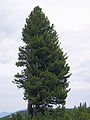 Pinus cembra