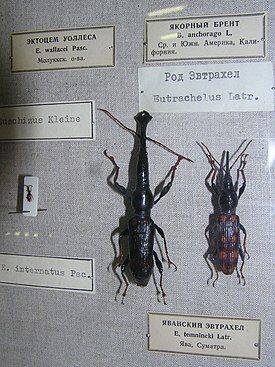 Eutrachelus temincki