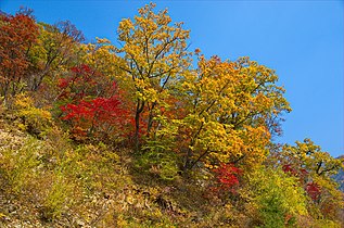 Листопадный лес в Восточно-Корейских горах