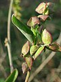 Umgebung: Euphorbia peplus