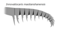 Innovatiocaris maotianshanensis インノヴァティオカリス・マオティェンシャネンシス