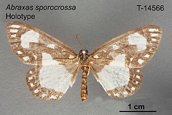 Abraxas sporocrossa