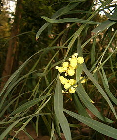 Description de l'image Acacia rostellifera BotGardBln1105 InflorescensesLeaves.jpg.