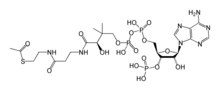 Miniatuur voor Acetyl-CoA