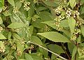 Base cunéée des feuilles de Ageratina riparia