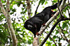 Alouatta ululata