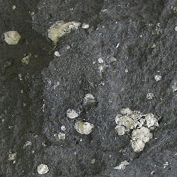 Amygdaloidal andesite.jpg