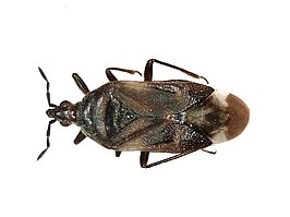 Anthocoris nemoralis