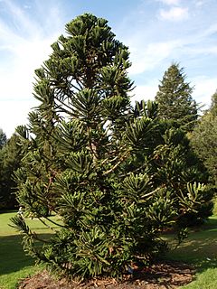 Description de l'image Araucaria humboldtensis.JPG.