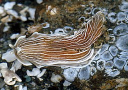 Armina californica, un Arminoidea.