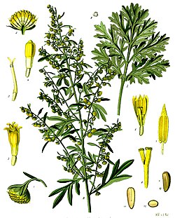 [Obrazek: 250px-Artemisia_absinthium_-_K%C3%B6hler...en-164.jpg]