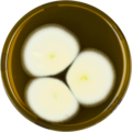 Aspergillus falconensis growing on MEAOX plate