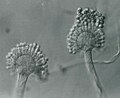 Aspergillus parasiticus